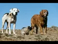 Download Lagu Disney Köpfilm - Den Otroliga Vandringen 2 - Reklam Hyrfilm VHS Trailer
