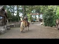 Download Lagu Bosrit met Femke \u0026 Cheryl en NALA \u0026 PEACH ❤ Ponyparkcity !!!