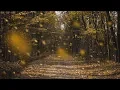 Download Lagu Detailed Sounds of Rustling Leaves Falling and Wind Blowing through the Forest Trees in Late Autumn
