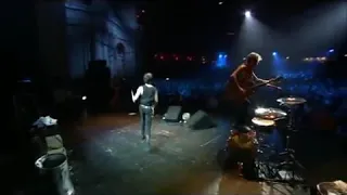 stray cats