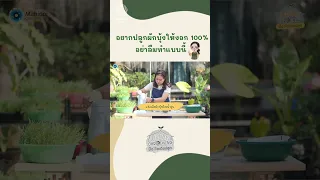วิธีตรวจสอบคุณภาพเมล็ดผักบุ้งเบื้องต้นทำอย่างไร และทำไมต้องแช่เมล็ดในน้ำอุ่น?