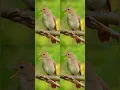 Download Lagu Nyanyian Burung Bulbul | 100% Suara Burung Asli Alami untuk Relaksasi, Fokus \u0026 Meditasi | AS, Inggris