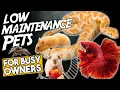 Top 10 Low Maintenance Pets For Busy Owners You ll Love No 7