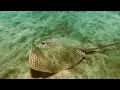 Download Lagu Snorkeling El Naa'ba - Marsa Alam 2022