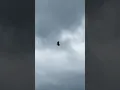 Download Lagu Close White-tailed Eagle (male G463) Fly-by!