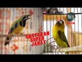 Lagu MASTERAN SUPER JAHAT CUCAK CUNGKOK vs LOVEBIRD NGEKEK KASAR