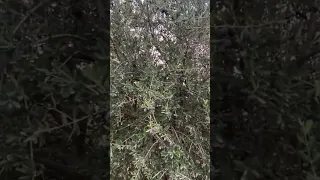 الصوراني من اهم اصناف الزيتون ثنائي الغرض دندنها