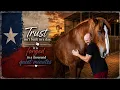 Massive Horse