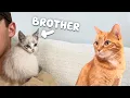 Download Lagu My Cat Becomes a Big Brother