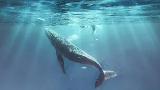 Humpback Whale Fantasy ASMR 🐋(Expedition Drenched)