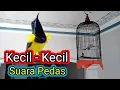 Download Lagu Kicau Burung Sogok Ontong Full Ngobra Gacor Nglepper ||| Cocok untuk Masteran Dan Suara Pikat