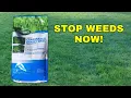The Best Time to Apply Scotts Halts Crabgrass Preventer