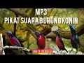 Lagu Suara pikat burung kolibri paling ampuh | mp3 pikat kolibri paling gacor super lengket