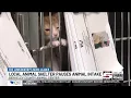 Berkeley County animal shelter calls for emergency moratorium