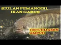 Download Lagu siulan buat pemanggil ikan gabus ke permukaan