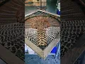 Turkey Feather Art