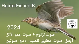 صوت المطوق للصيد دمج صوت تزاوج صوت جمع الأكل صوت الجرجس الزرعي 2024 للصيد Skylark Hunting  صوت المطوق للصيد دمج صوت تزاوج صوت جمع الأكل صوت الجرجس الزرعي 2024 للصيد Skylark Hunting