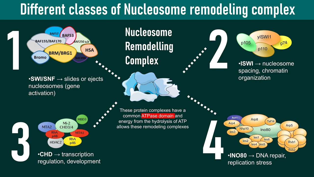 Nucleosome remodeler complex subtypes | Molecular biology | chromatin regulation