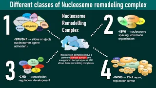 Nucleosome remodeler complex subtypes | Molecular biology | chromatin regulation