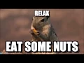 Baa Squirrel Gifs With Angry Squirrel Effect Baa