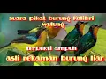 Download Lagu suara pikat burung Kolibri wulung MP3,asli rekaman burung liar