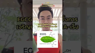  อะไรคือสารในมัฉะที่ช่วยต่อต้านมะเร็ง และมีหลักฐานวิจัยอย่างไรบ้าง 