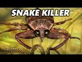 How the Giant Water Bug Murders Everything