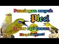 Lagu Terapi dan pancingan pleci dakun