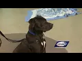 Stanley Nashua Humane