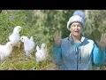 Should you separate baby chicks for their safety