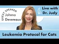 Leukemia Protocol for Cats