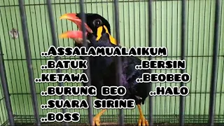 Download Burung beo omong jelas | burung beo pintar\u0026pandai bicara MP3