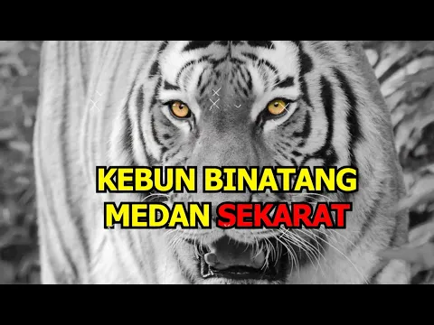 Krisis Finansial, Kebun Binatang Medan Sekarat