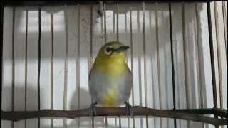 langsung bongkar isian terapi pleci joss