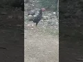 Download Lagu ayam umur 3 bulan sudah berkokok😃
