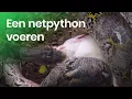 Download Lagu Hoe wordt een netpython gevoerd?