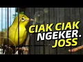 Download Lagu Pancingan Kecial Kuning Paling Ampuh Ciak Ngeker Joss | PEPADU KECIAL