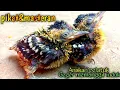 Download Lagu pikat dan masteran suara anakan pelatuk gacor geger memanggil induk