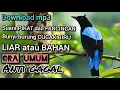 Download Lagu download suara PIKAT burung CUCAK BIRU ORA UMUM anti gagal