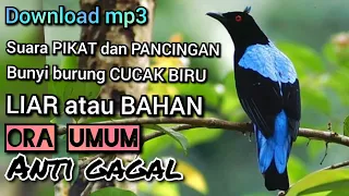 Download download suara PIKAT burung CUCAK BIRU ORA UMUM anti gagal MP3