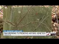 Kingstree man seeks recognition for historical Black cemetery