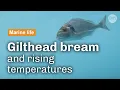 Lagu The gilthead bream faced with climate change | CNRS in English