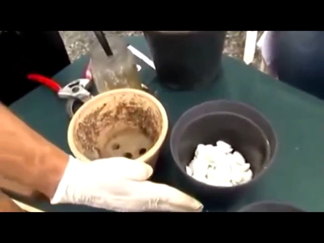 CULTIVO DE ORQUÍDEAS PRODUTOR EXPERIENTE EXPLICA A HORA CERTA DE FAZER AS MUDAS DE ORQUÍDEAS