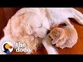 Lagu Golden Retriever And Bunny Are The Happiest When They're Together | The Dodo