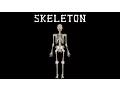 The Bones Skeletal System