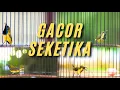 Download Lagu Suara Sogon Paling Ampuh Pancingan Sogon Bahan dan Buat Pikat Sogon Liar #sogon #pancingansogon