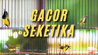 suara sogon paling ampuh pancingan sogon bahan dan buat pikat sogon liar sogon pancingansogon