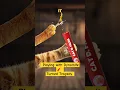 Download Lagu Playing with Dynamite Turned Tragedy 🧨#facts #funny #cats #remix