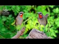 Lagu Relaxing Bird Sounds - Bird Songs for Mind Healing - Relaxing Nature Sounds for a Good Night's Sleep