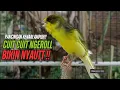Download Lagu SUARA Kenari GACOR PANJANG Pancingan \u0026 masteran Kenari Paud AGAR gacor AMPUH Kenari MACET bunyii